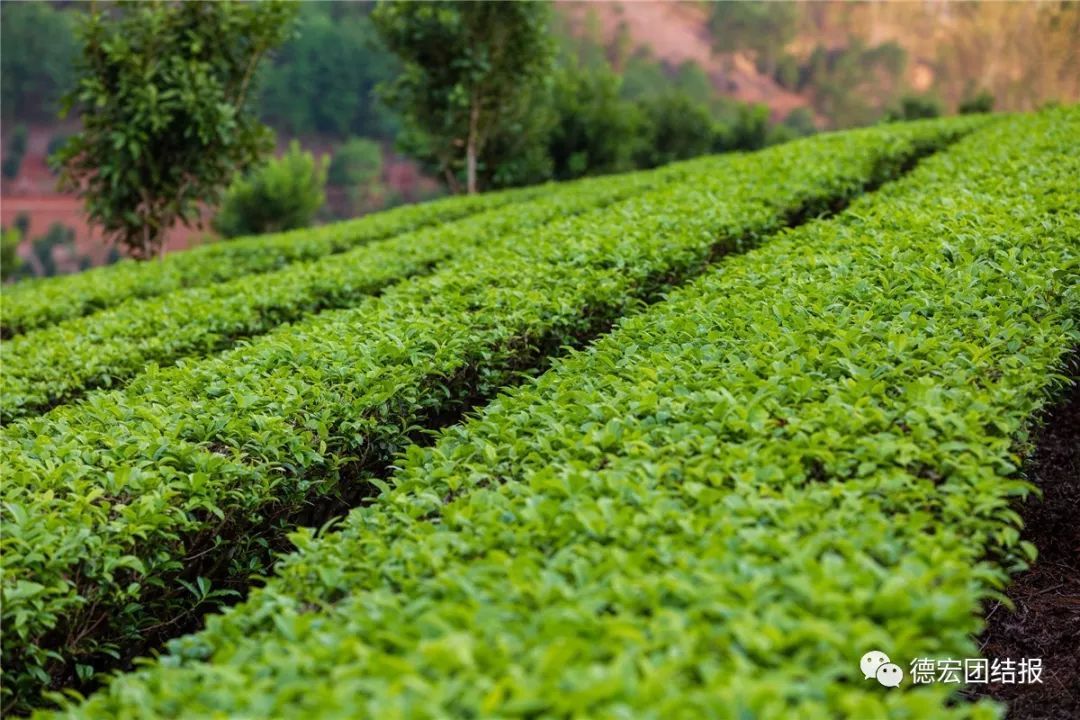 增速全省第一！德宏4月规模以上工业增加值同比增长14.3%