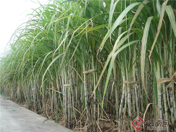 云南盈江:“短中长一体”产业布局撑起致富路