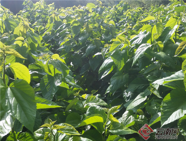 云南盈江:“短中长一体”产业布局撑起致富路