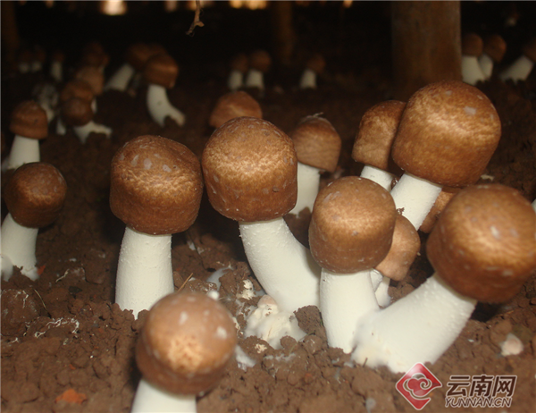 云南盈江:“短中长一体”产业布局撑起致富路