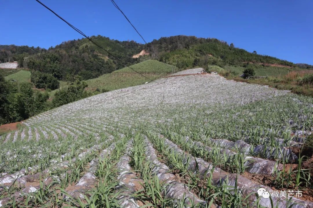 云南芒市：科技助农 促甘蔗增产增收