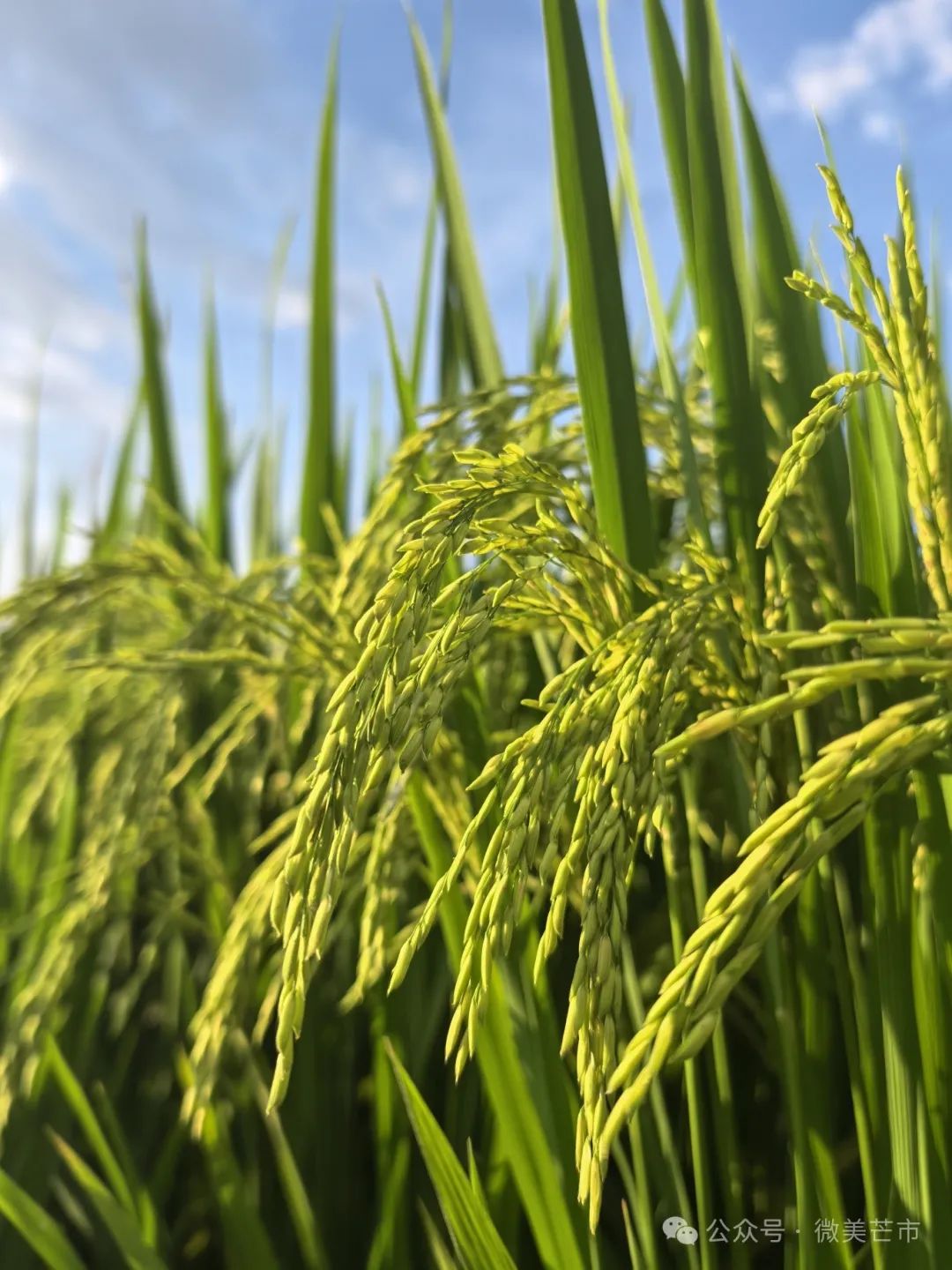 什么叫苏稻 00306374849_1788dc0f.jpg