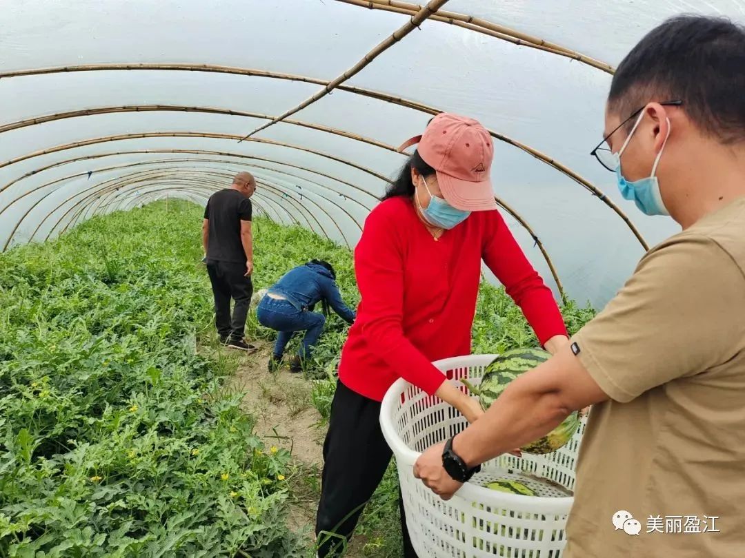 致富经养鹅_鹅致富养殖_养鹅致富经