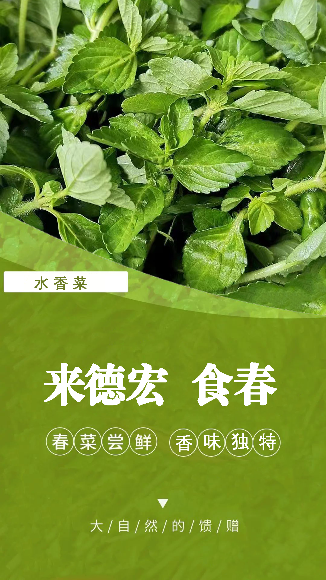 立春刚过,野生水香菜已悄然生长,水质优良的溪边,河边,沟谷,潮湿的