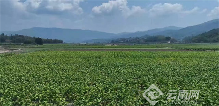 陇川电能烤烟房助力"绿色发展"_要闻_德宏频道_云南网