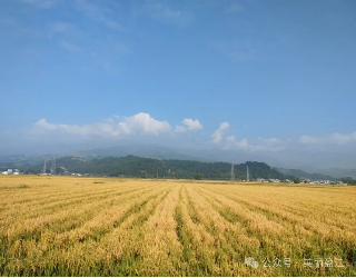 2.4万亩再生稻喜获丰收新增粮食330万公斤，新增产值350万元