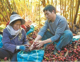 草果喜丰收 农民笑开颜